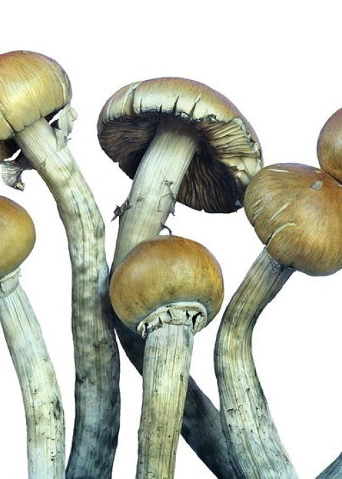 Psilocybin Mushrooms
