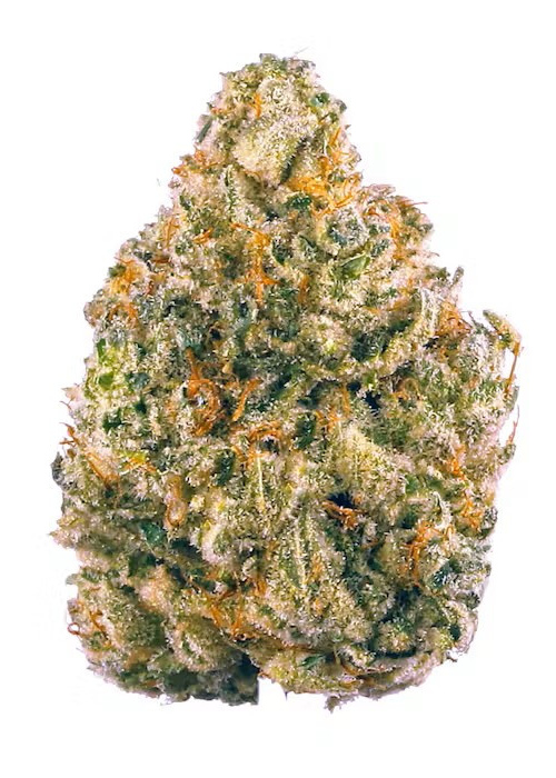 Indoor Flower